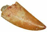 Serrated Raptor Tooth - Real Dinosaur Tooth #371435-1